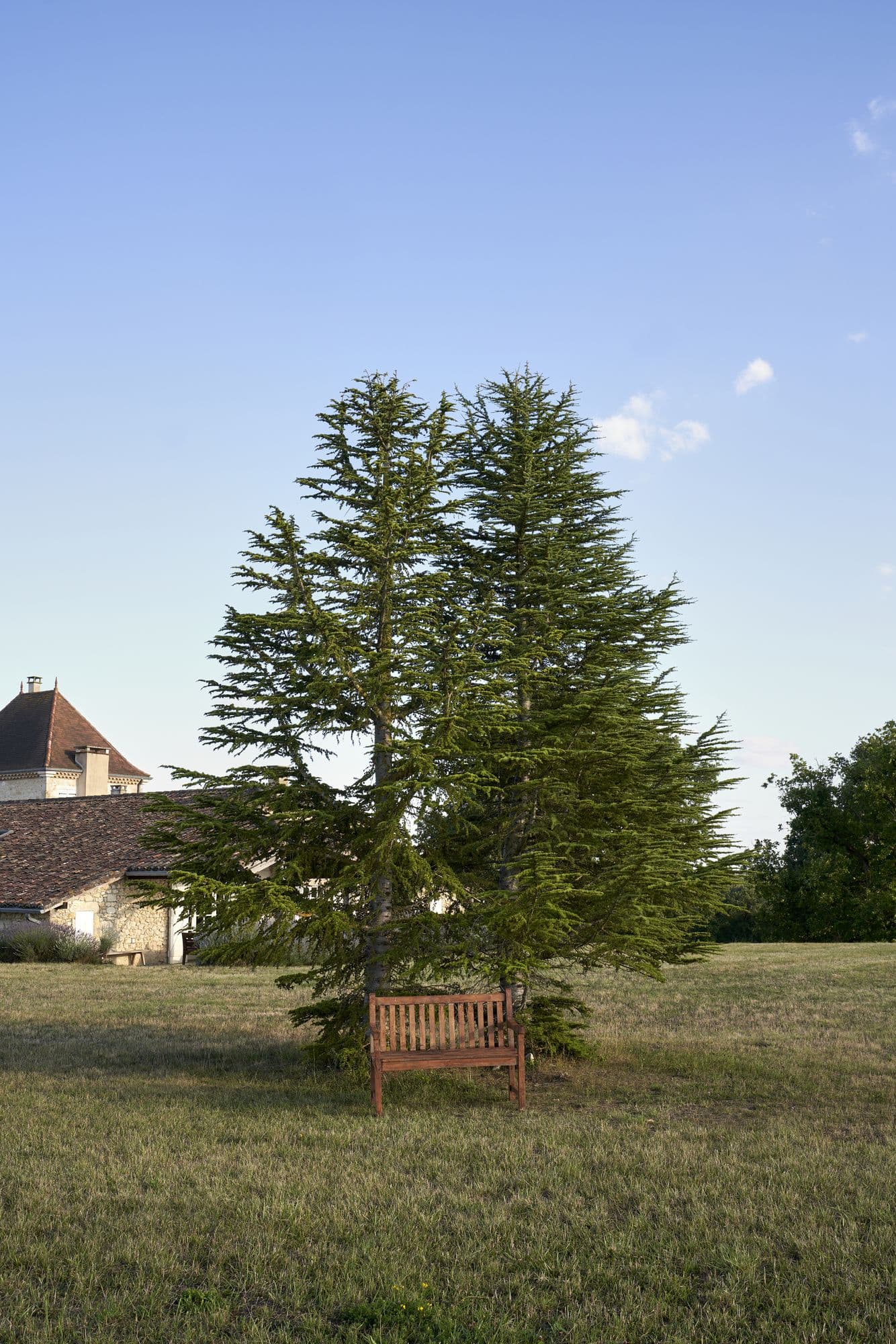 A mature tree on the property today, with a bench beneath it