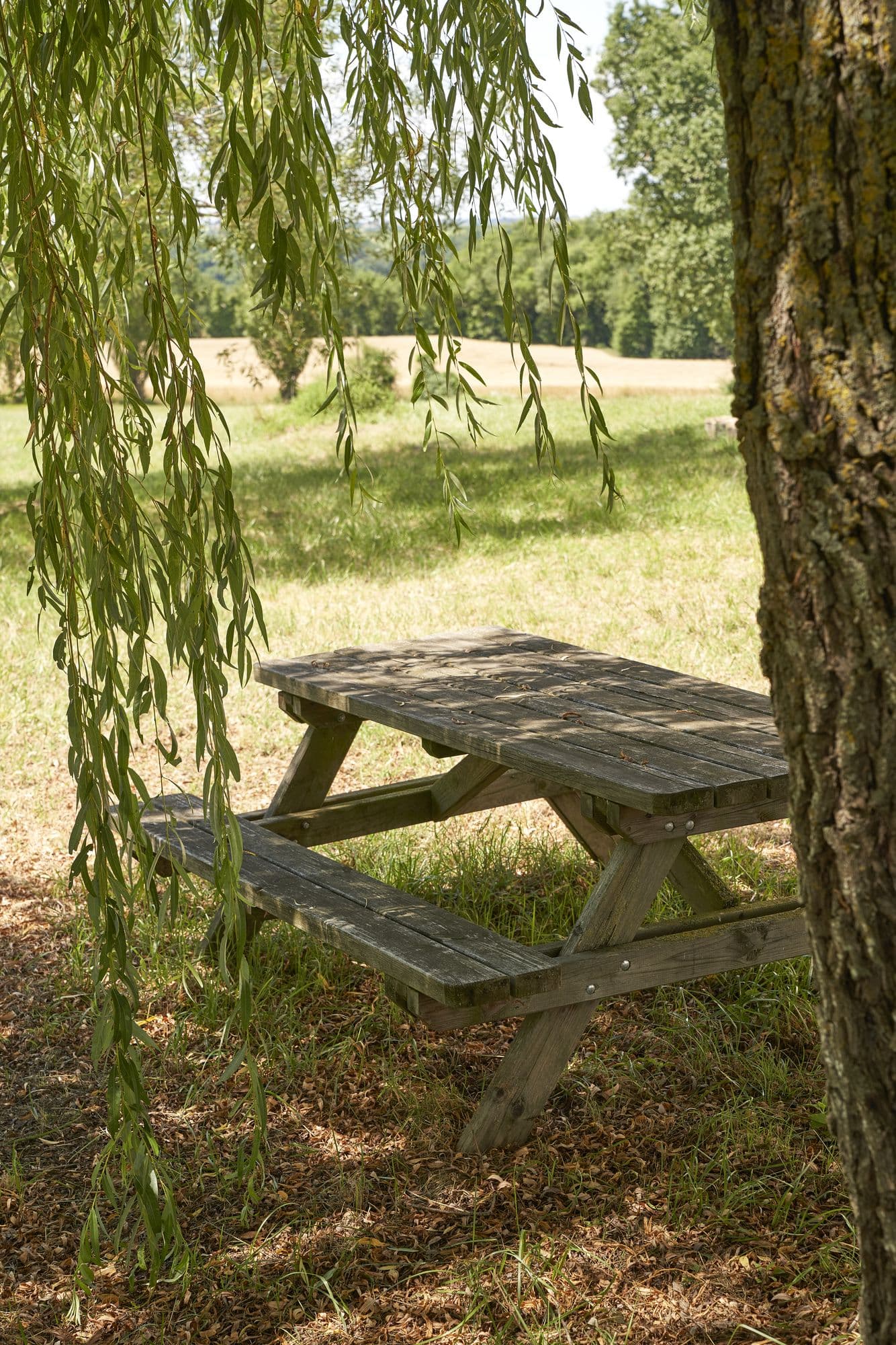 A wooden picnic table in the shade of a willow at the edge of a field
