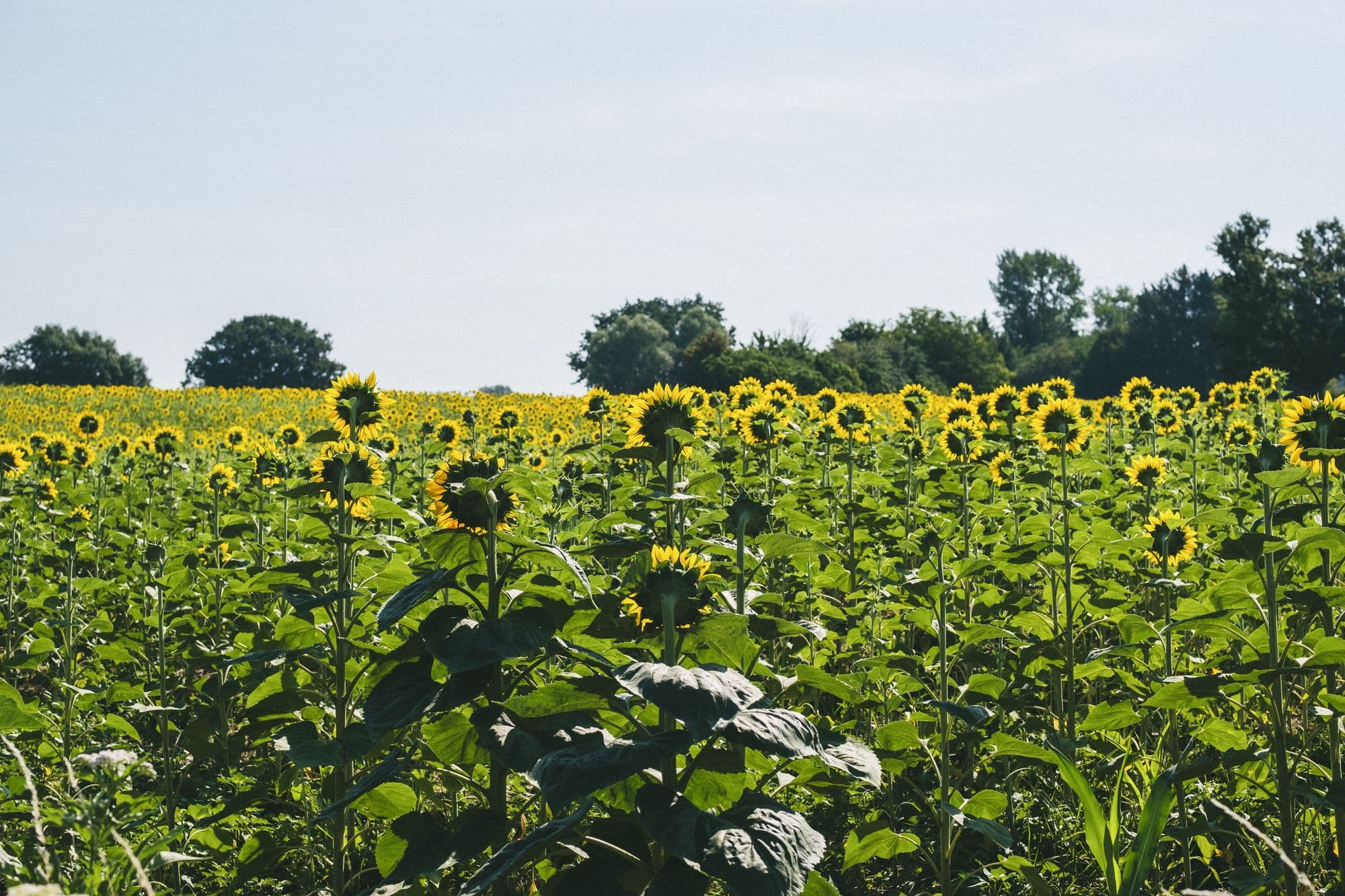 A field of sunflowers in full bloom beside the house