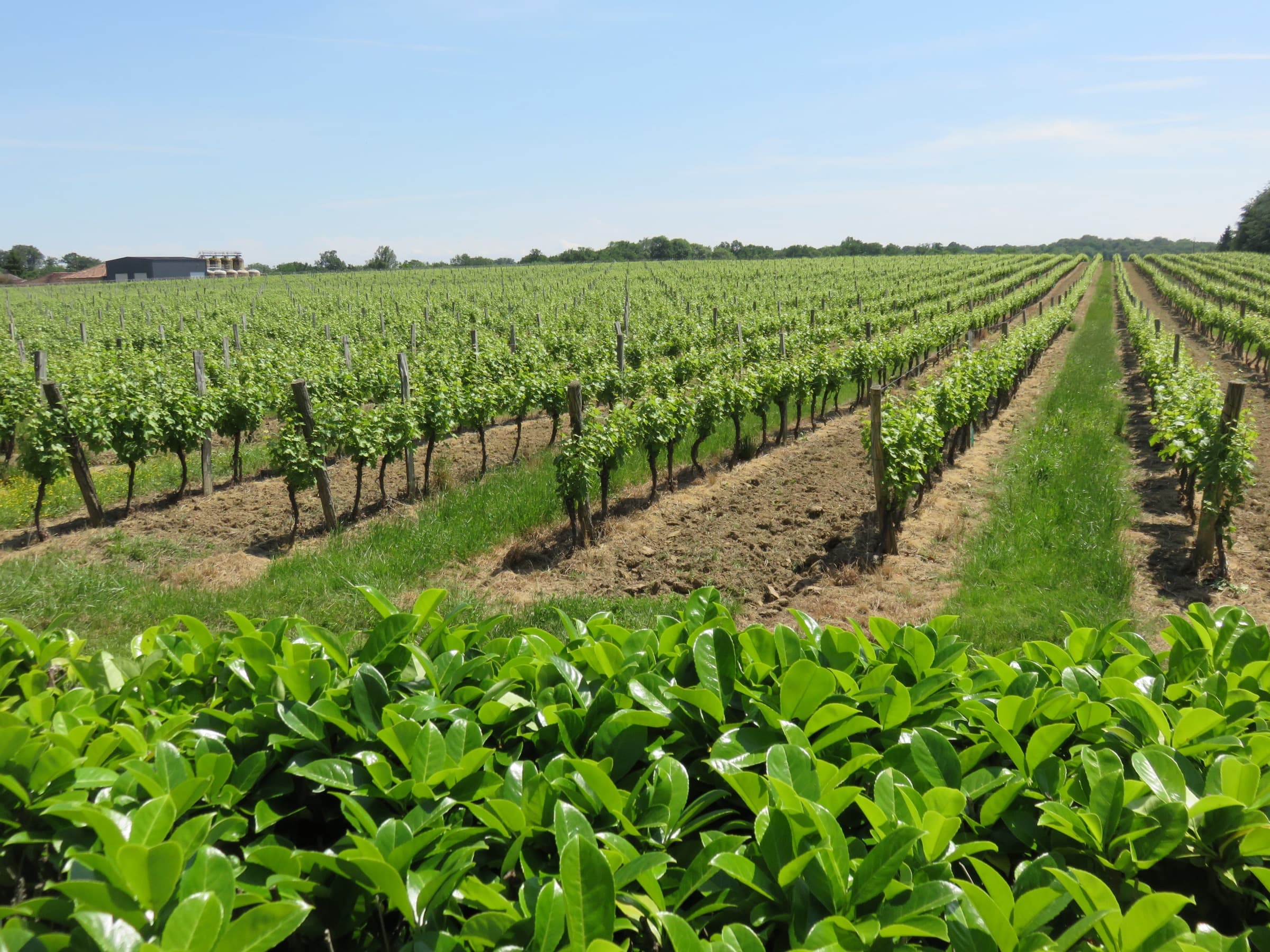Rows of trained vines in spring leaf running away to a treeline under a blue sky