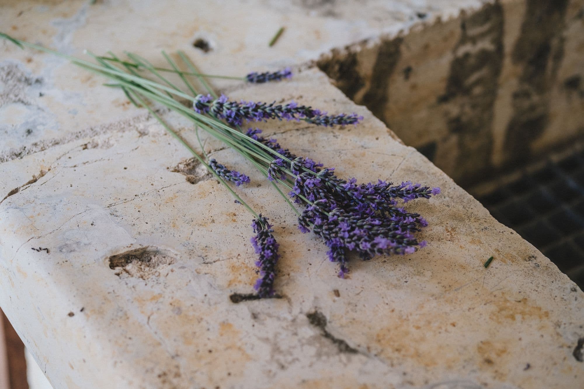 Cut lavender lying on a stone ledge